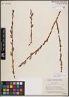 Foto von Salix eriocephala var. watsonii (Bebb) Dorn